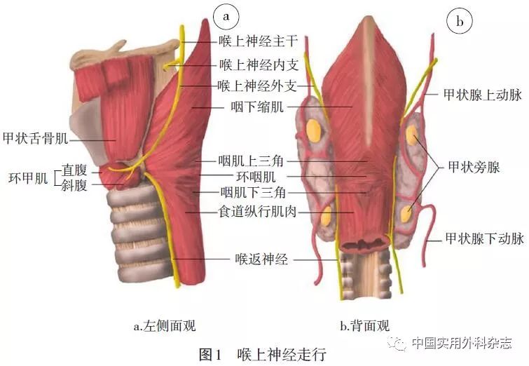 喉上神经受损三大表现图片