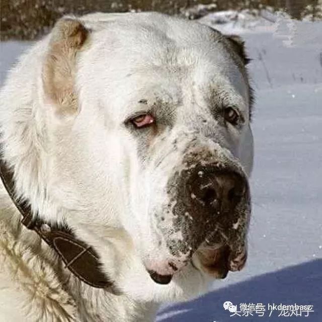 中华棕熊犬图片