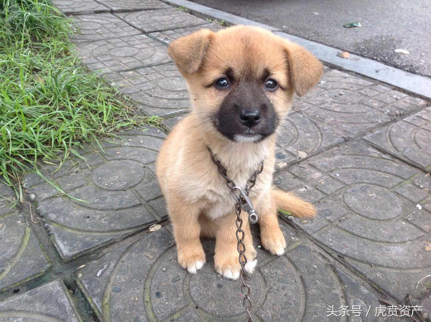 金牌小土狗的卖萌表情包