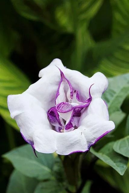 在古代這些花的名字竟是這樣的