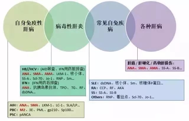 自身抗體的檢測,對病毒性肝炎可能併發的自身免疫性疾病的早期診斷和