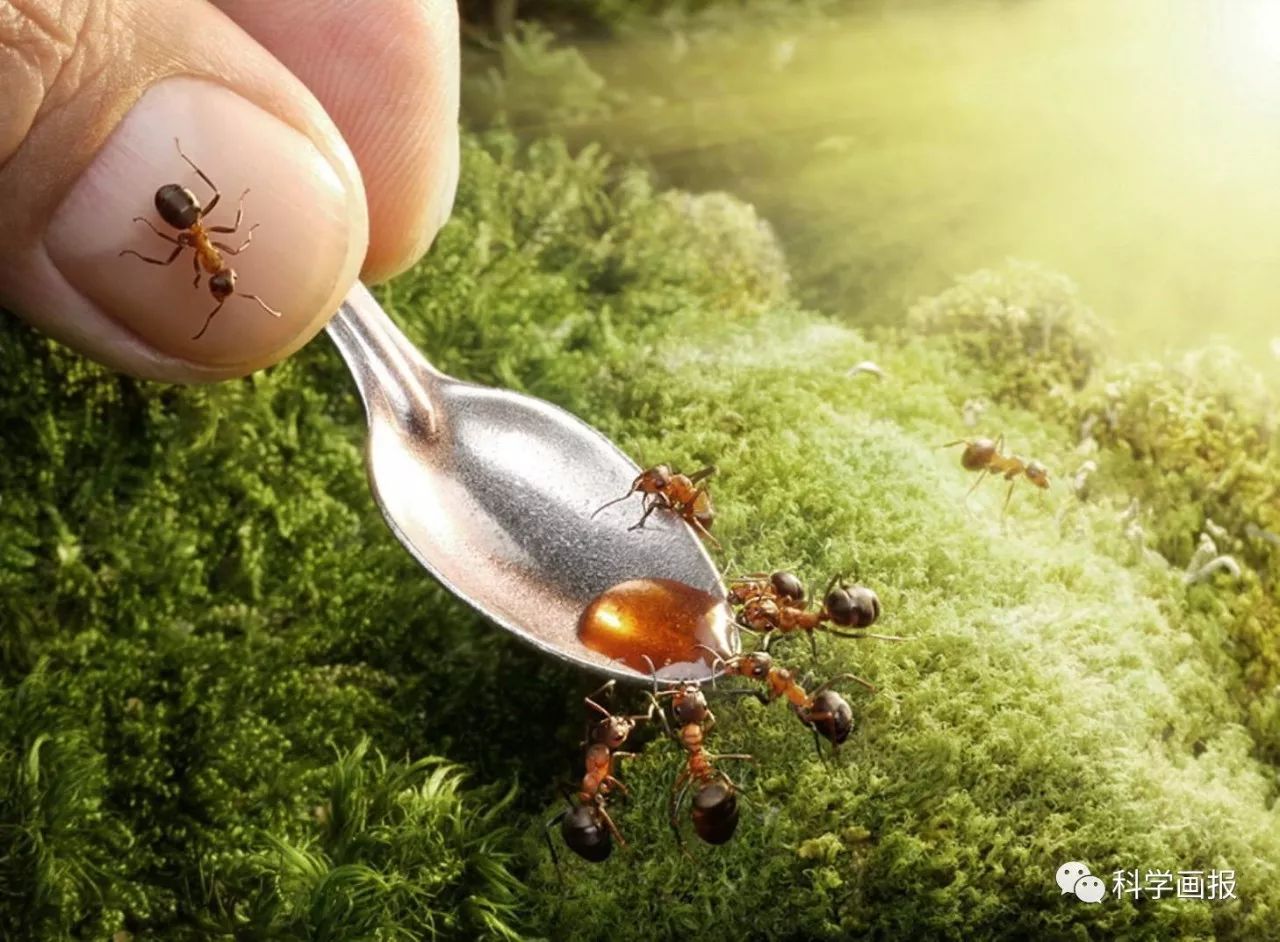 体长20厘米的巨型蚂蚁，还能喷射毒液，一次50只，险些入侵我国_图片说明