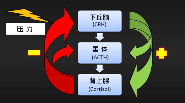 肾上腺轴图片