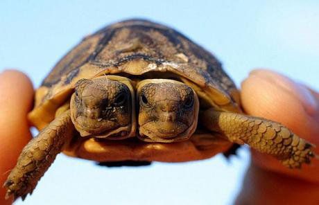 罕见的双头乌龟,2003年,在南非西开普发现的,这只乌龟只有一个身体,却