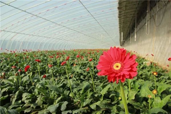 美呆这片非洲菊种植基地就在咱临港你去过吗