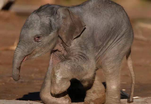 動物總動員,全球最奇趣的十大動物園