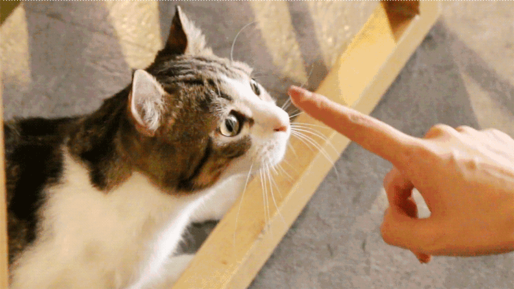猫指人的表情包动图gif图片