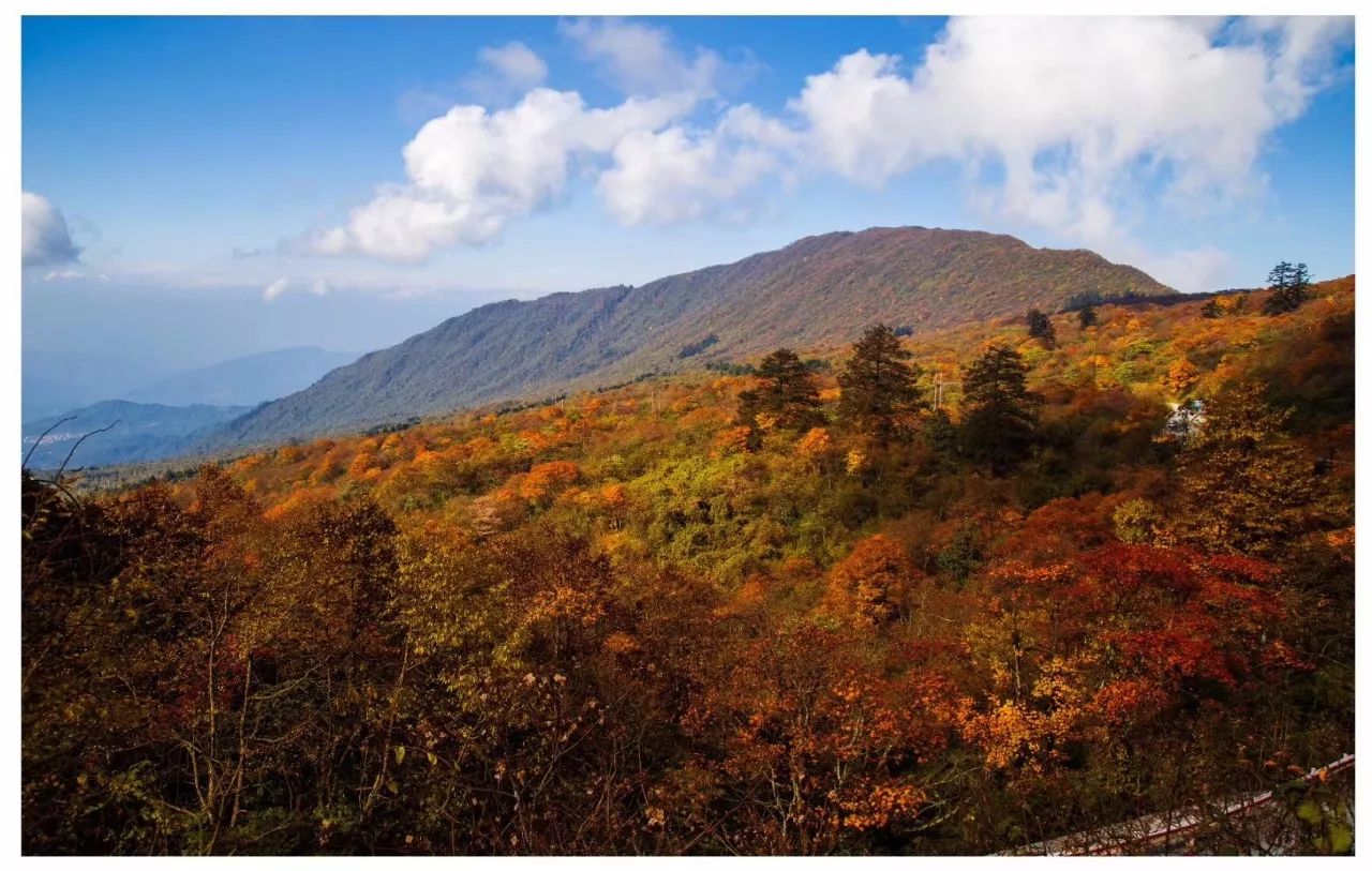 來了峨眉山,才知道什麼叫層林盡染