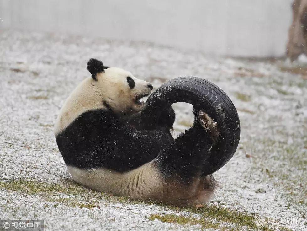 玩疯了!大熊猫雪地撒欢儿打滚,高兴坏了