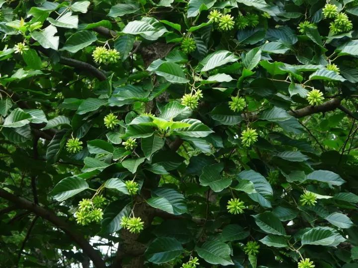 一處國家Ⅱ級重點保護野生植物喜樹群落,在五道峽國家級自然保護區