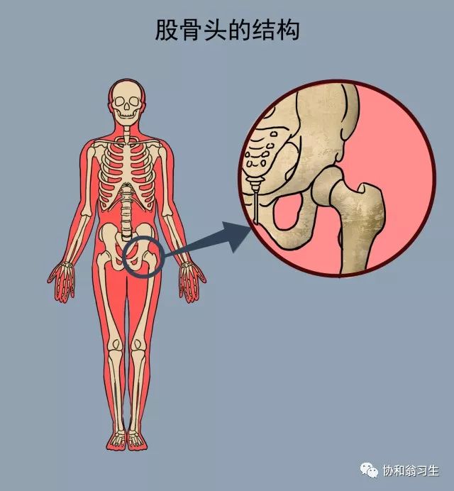 股骨头位于我们人体躯干与下肢的连接部位,是个枢纽