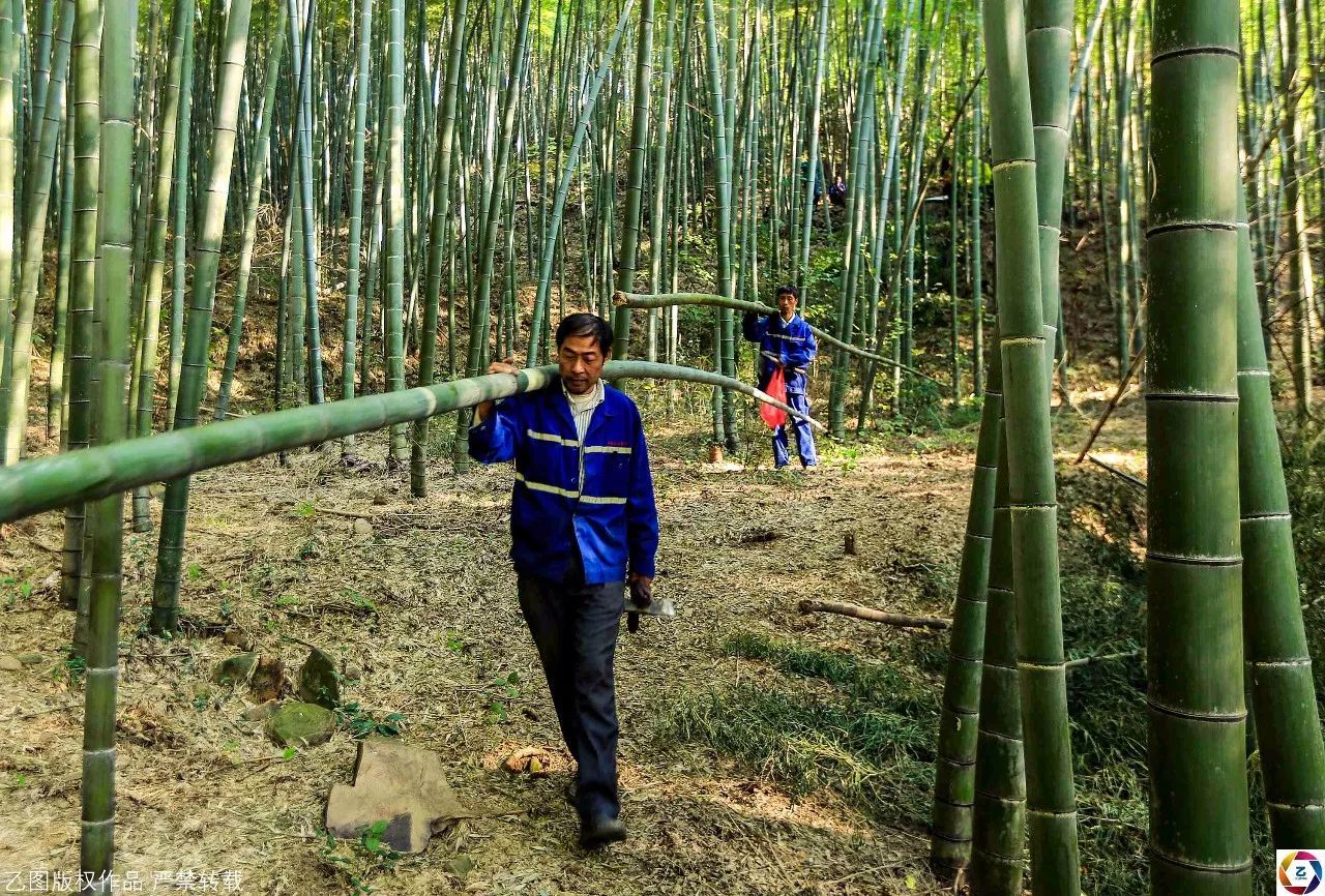 小伙在毛竹上打几个孔半年流出200万