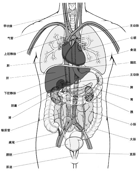 肚脐器官图解图片