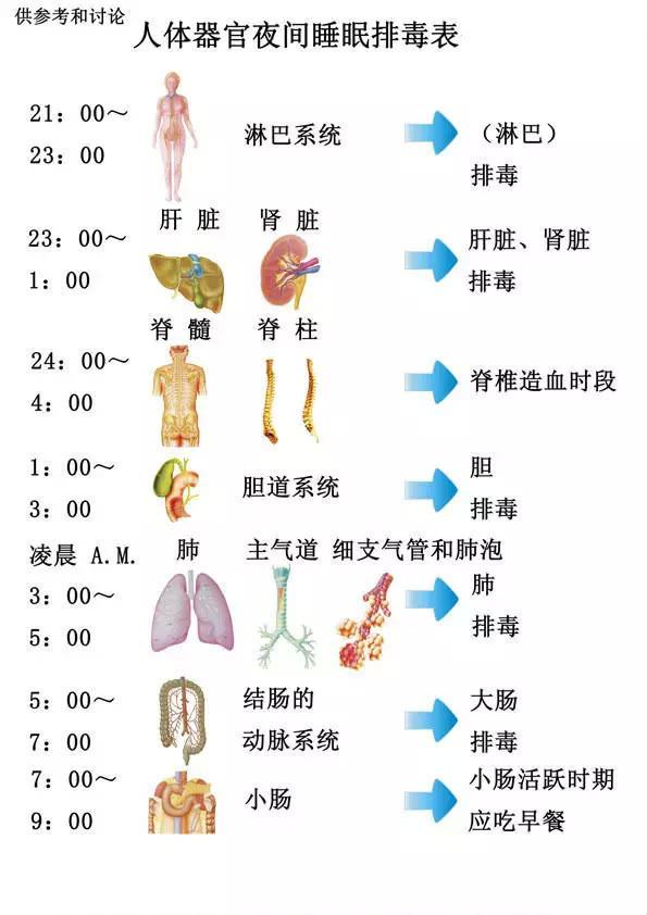 身体各器官排毒时间表图片