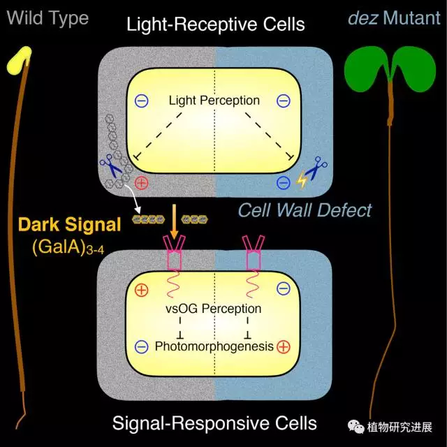 current biology|德国研究人员揭示拟南芥幼苗暗形态建成的调控机制