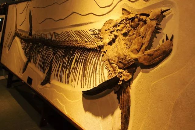 剑射鱼化石图片