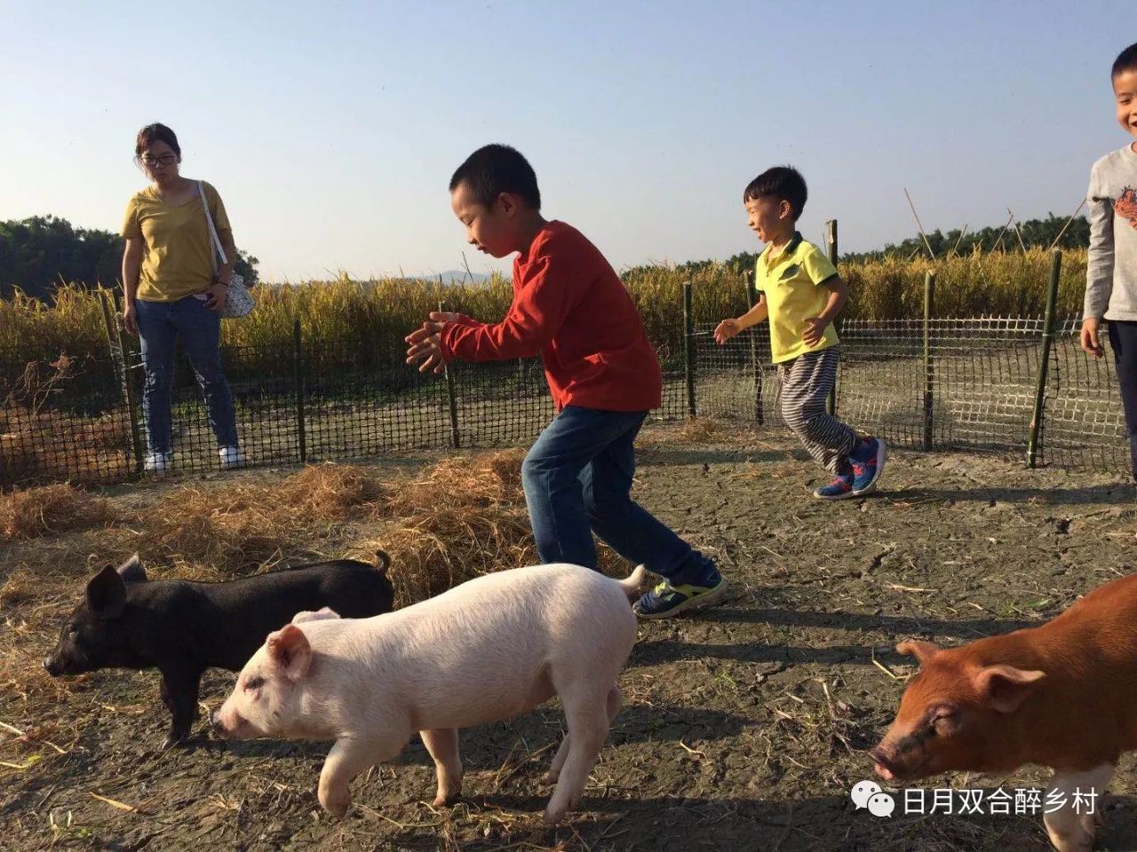 可爱的小萌猪来了,你是赶猪能手吗?