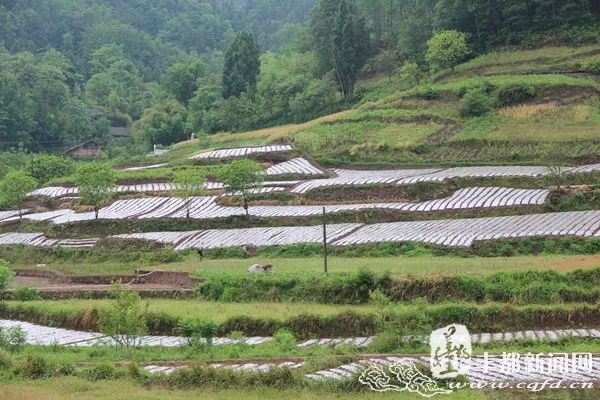 丰都彭子能黑图片