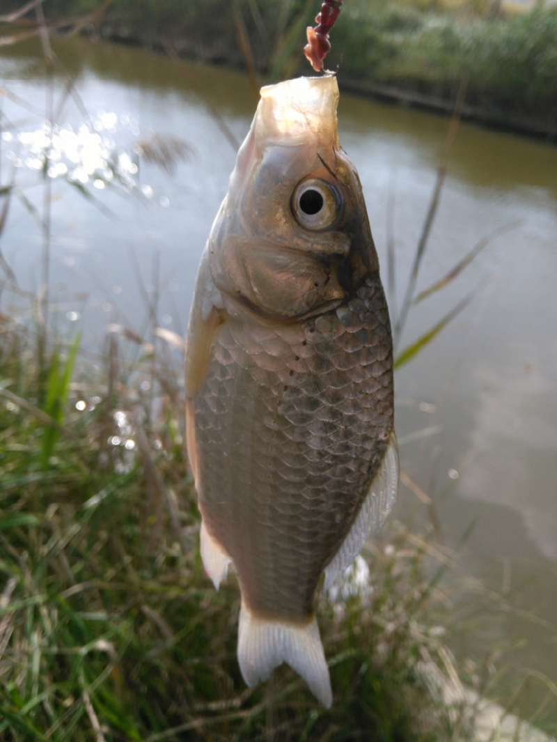 天氣冷了野釣鯽魚用蚯蚓比餌料牛逼