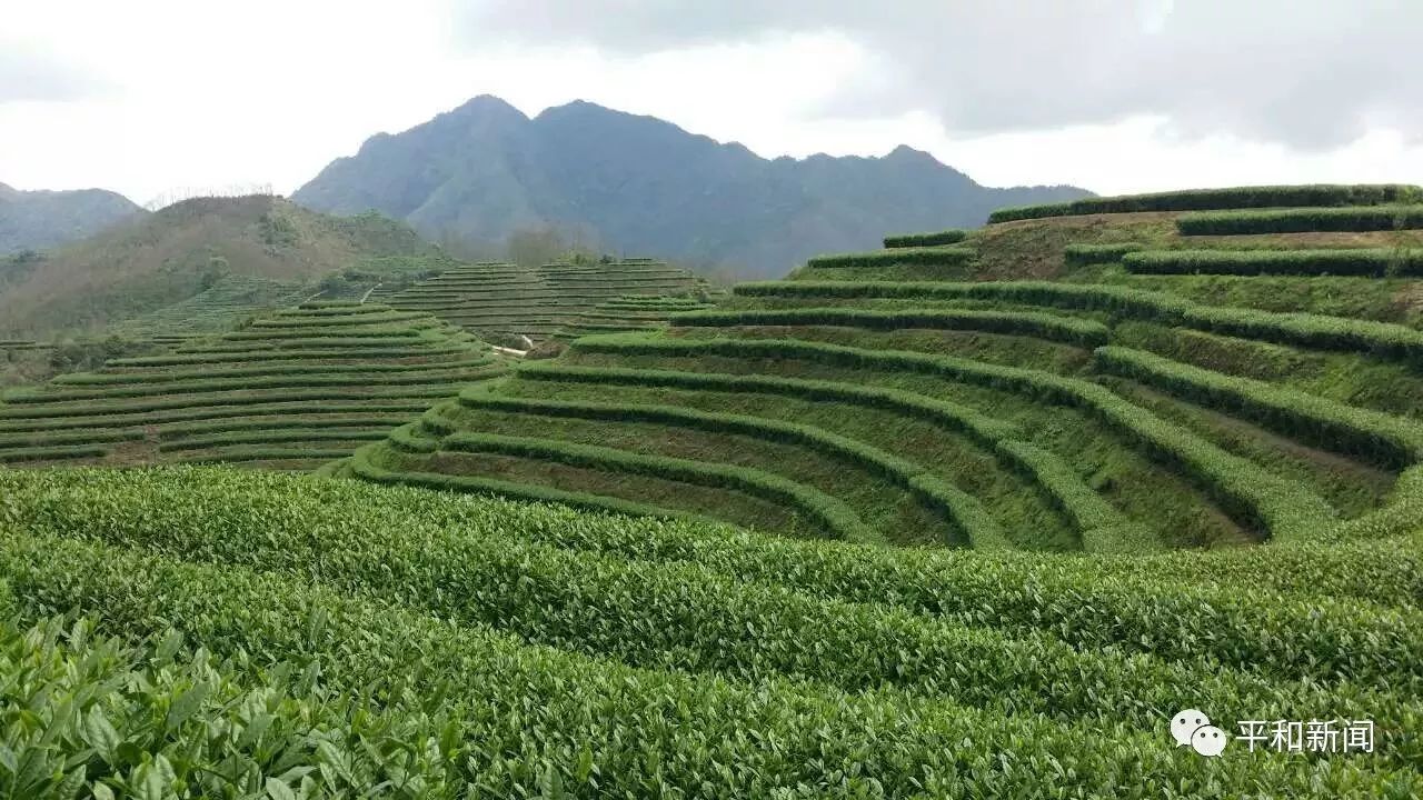 平和县富硒白芽奇兰秋茶清香上市