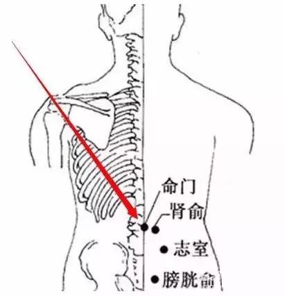 重点穴位 命门