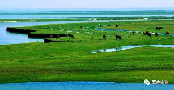 江西蓝筹农业发展有限公司是一家以鄱阳湖为地域特色的,集水产,家禽