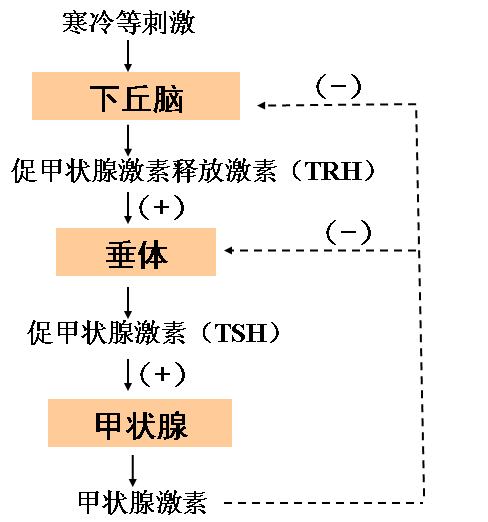 甲状腺激素分泌流程图图片