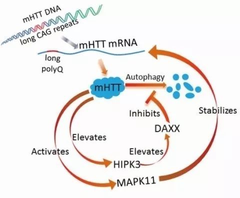 发现了变异htt蛋白积累的正反馈机制,对亨廷顿病(huntington's