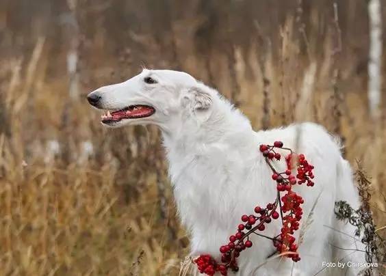 天生贵族俄罗斯猎狼犬