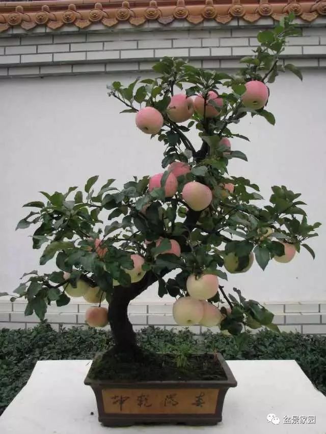 倒盆换土盆栽苹果树由于其生存范围局限狭小,长时间拘泥于一个固定的