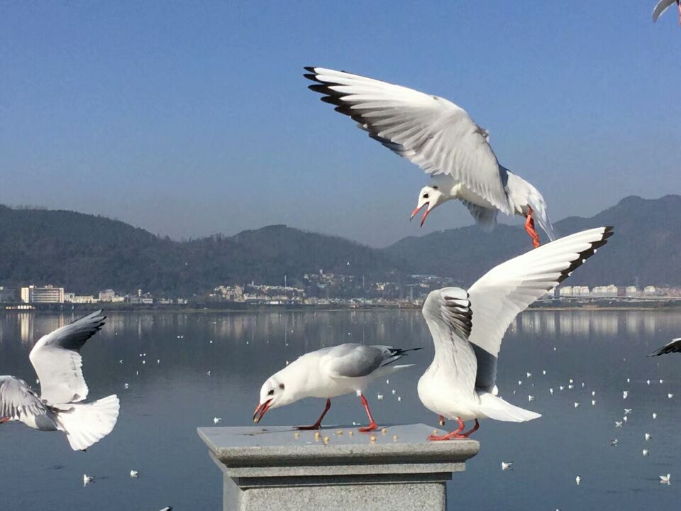 沙鸥点点图片