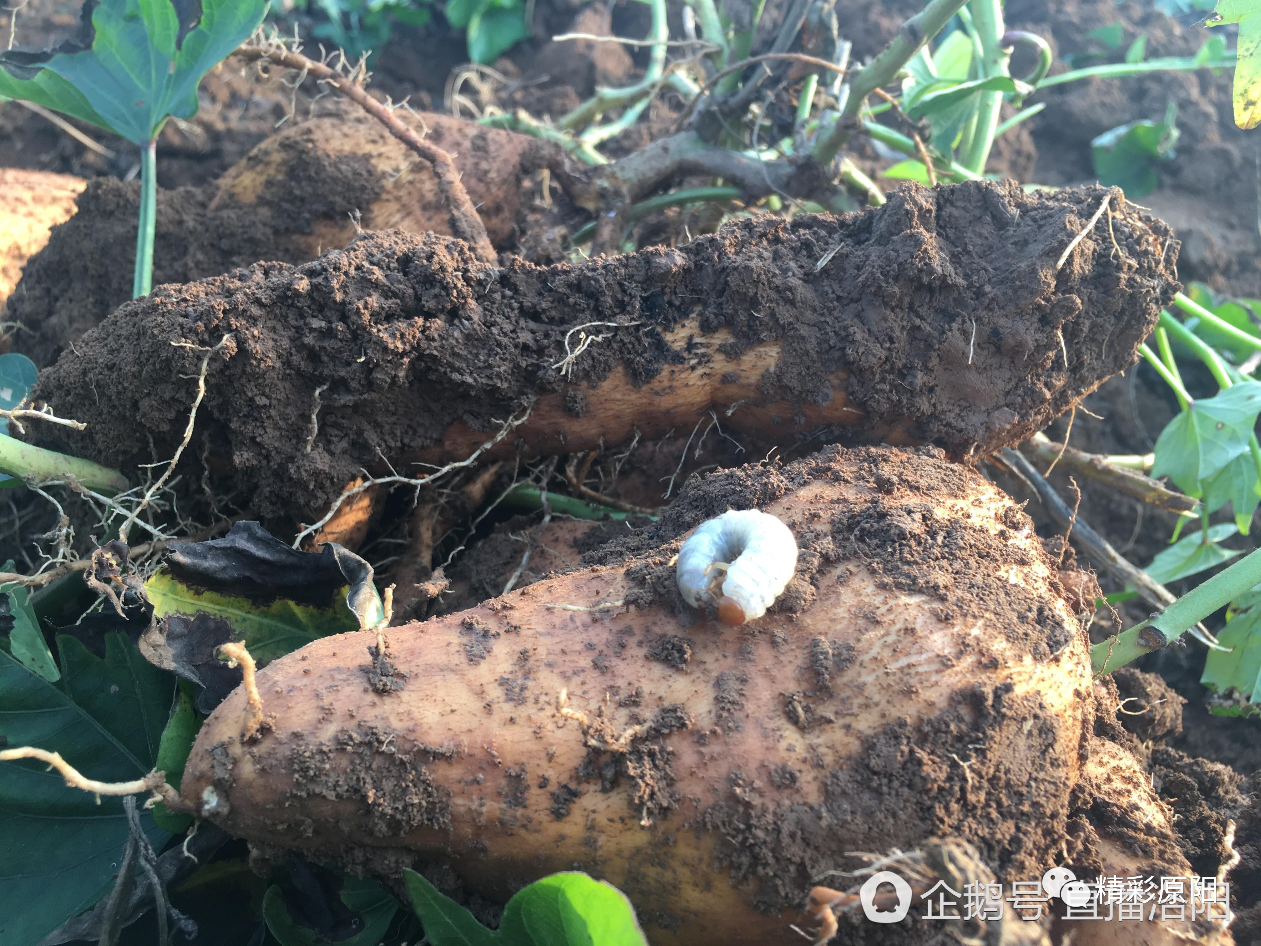 原阳农村红薯地里这种白虫子农民见了最讨厌