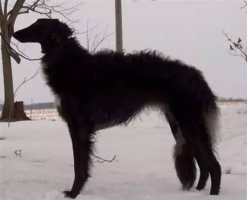 黑色苏俄猎狼犬图片