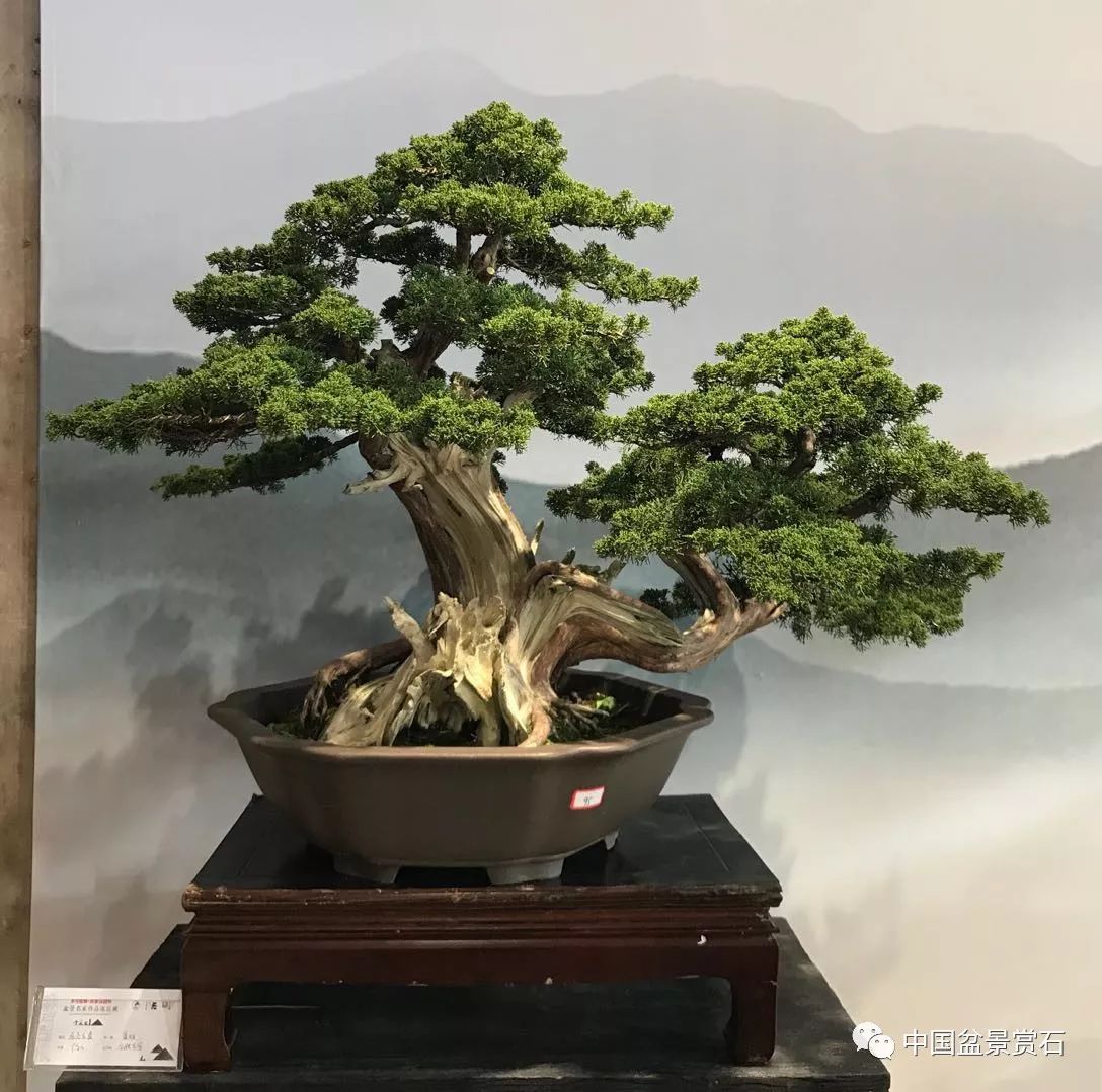 聚焦安徽歲月留痕吳家花園杯盆景名家作品展隆重開幕