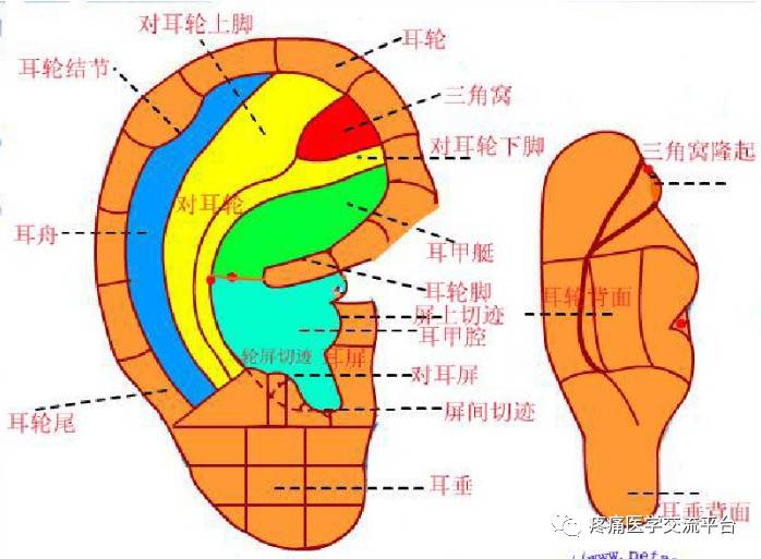 耳針療法