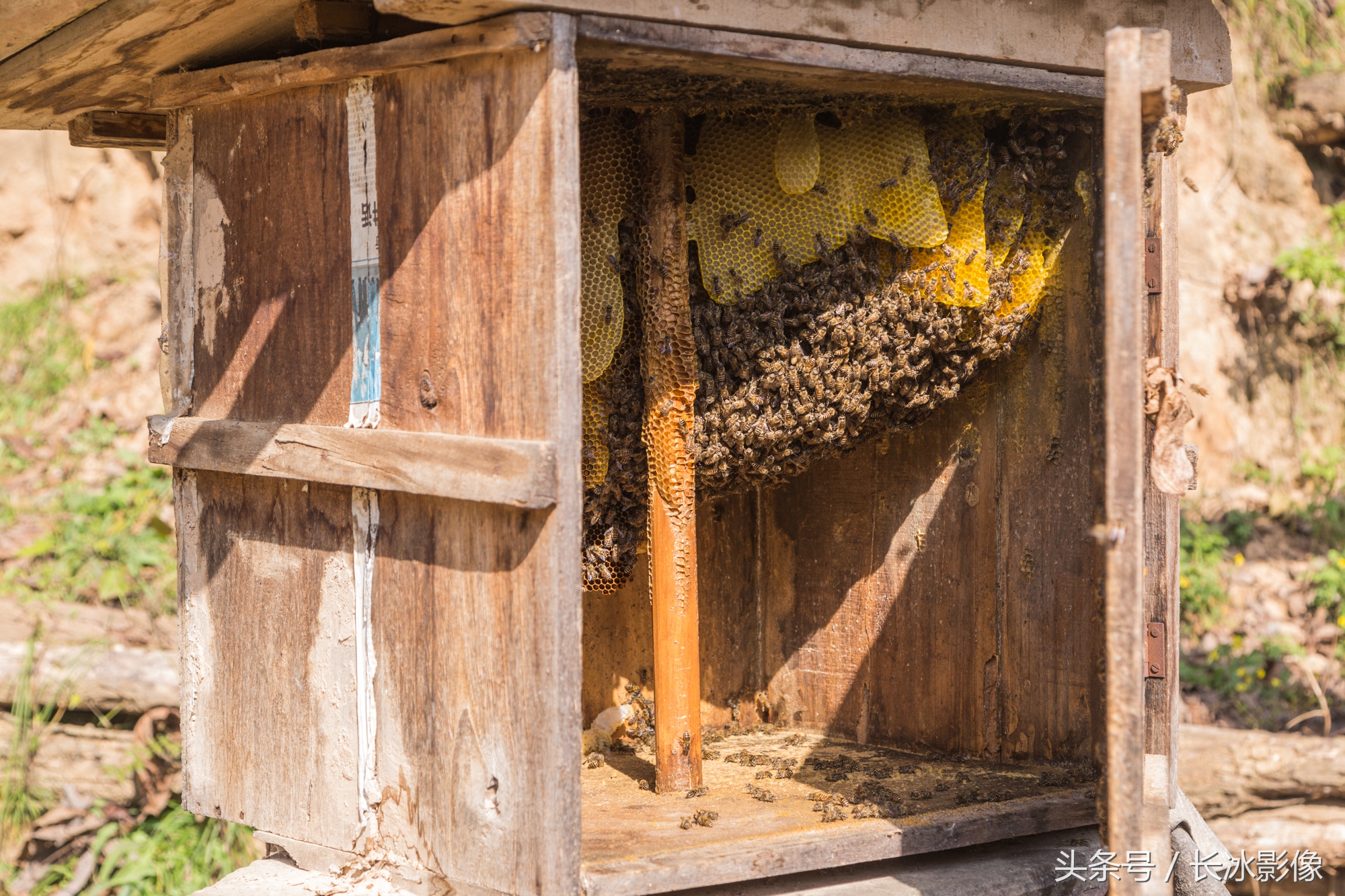 程大叔设置蜂房引诱野蜜蜂入住窑洞墙体上安装蜂房与蜜蜂为邻