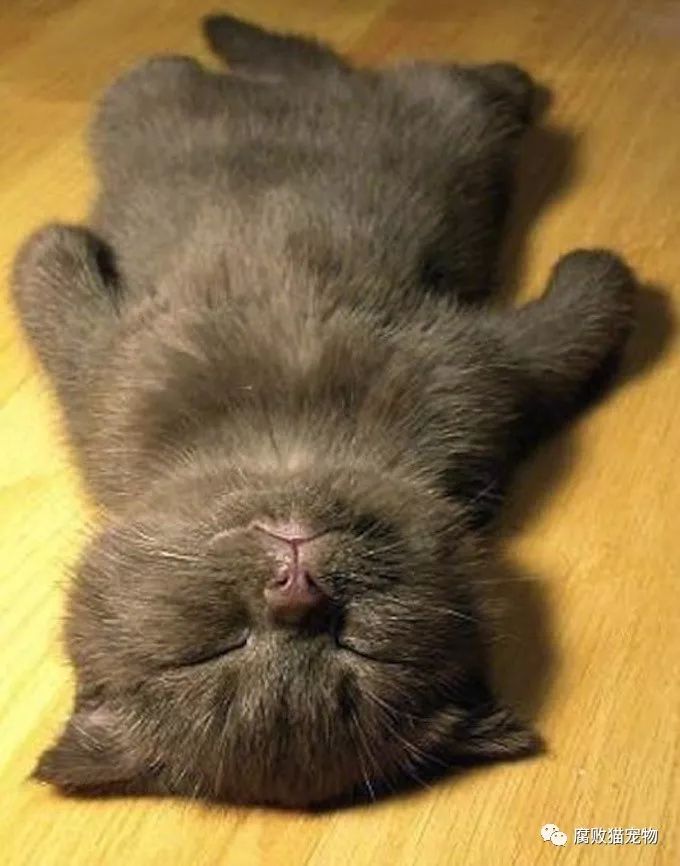 小猫图片可爱卖萌睡觉图片