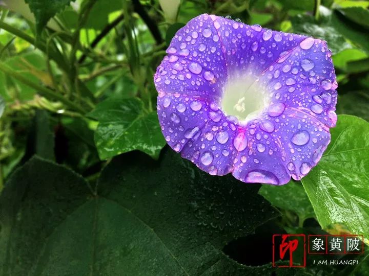 熊桂香雨中散步