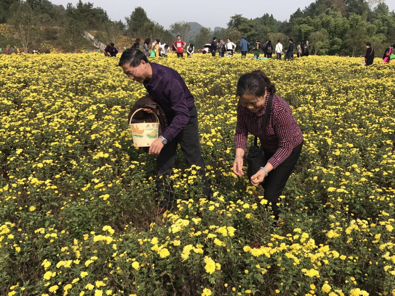 登山采菊踏青这是秋日最好的打开方式