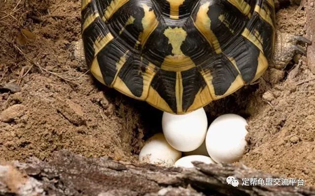 乌龟产卵经验分享,你成功了吗?
