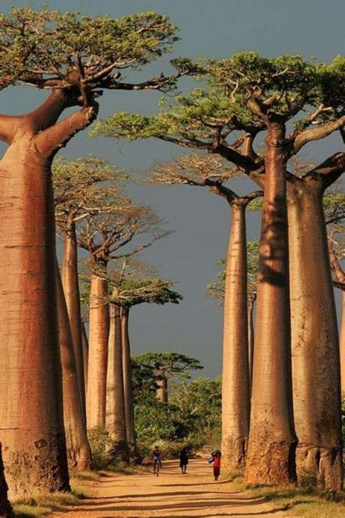 世界上储水量最大的树,可储水2吨,直径达10米