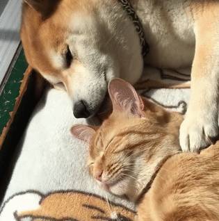 理想的恋人,慵懒的周末……柴犬和橘猫又来秀恩爱啦!