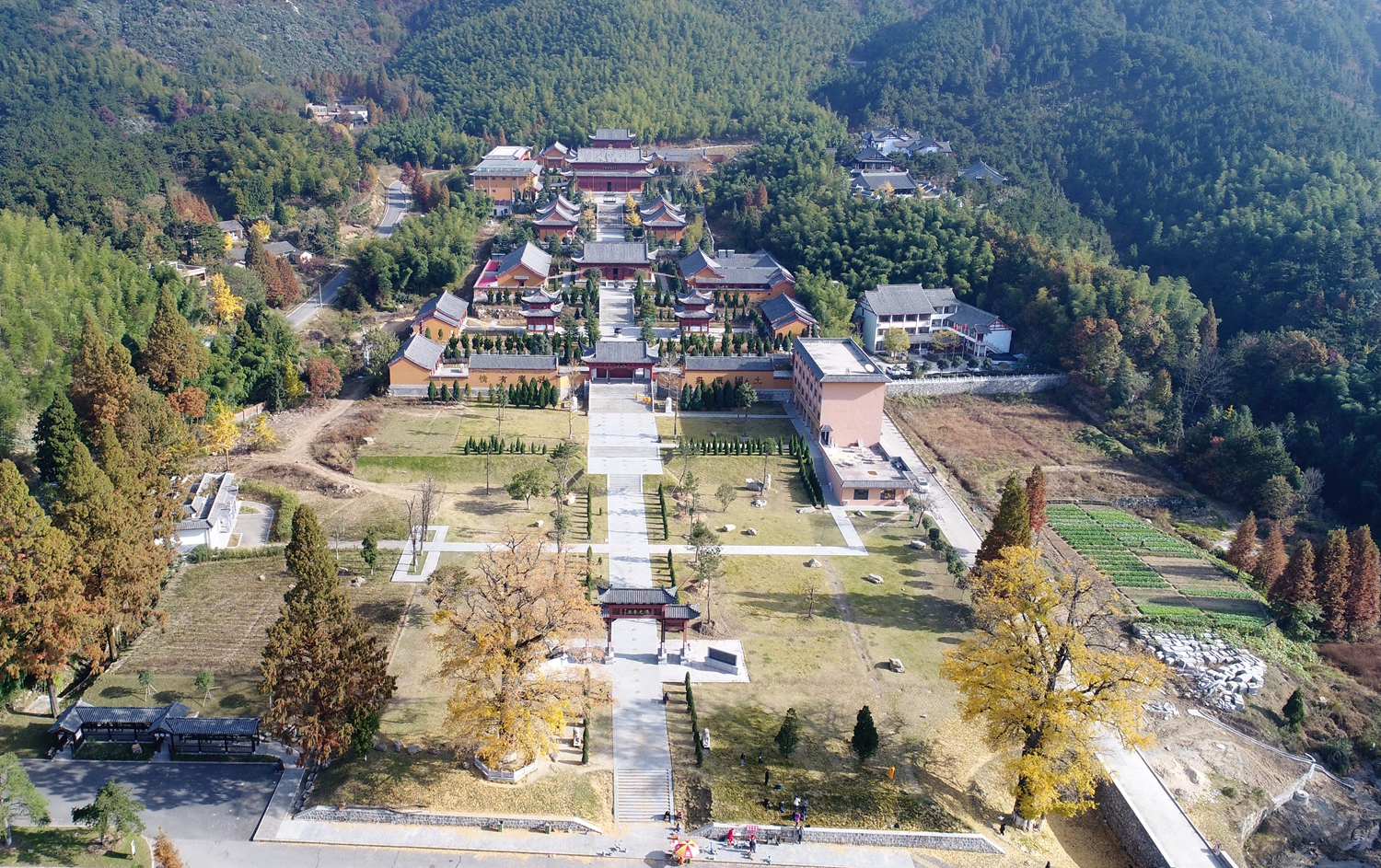 黄柏山法眼寺千年银杏满金黄 法师祈福引围观