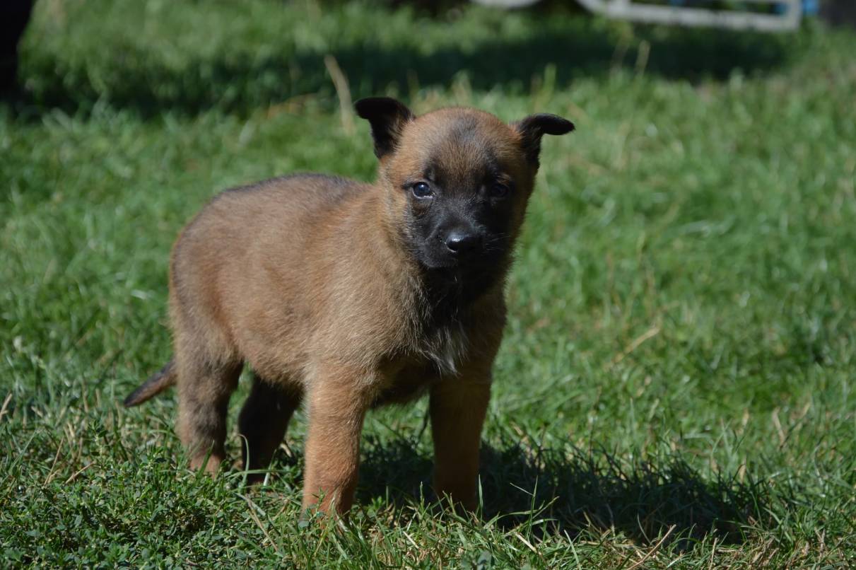 建议想要饲养此犬作为护卫犬的朋友一定要从幼犬开始,从小驯化,既能