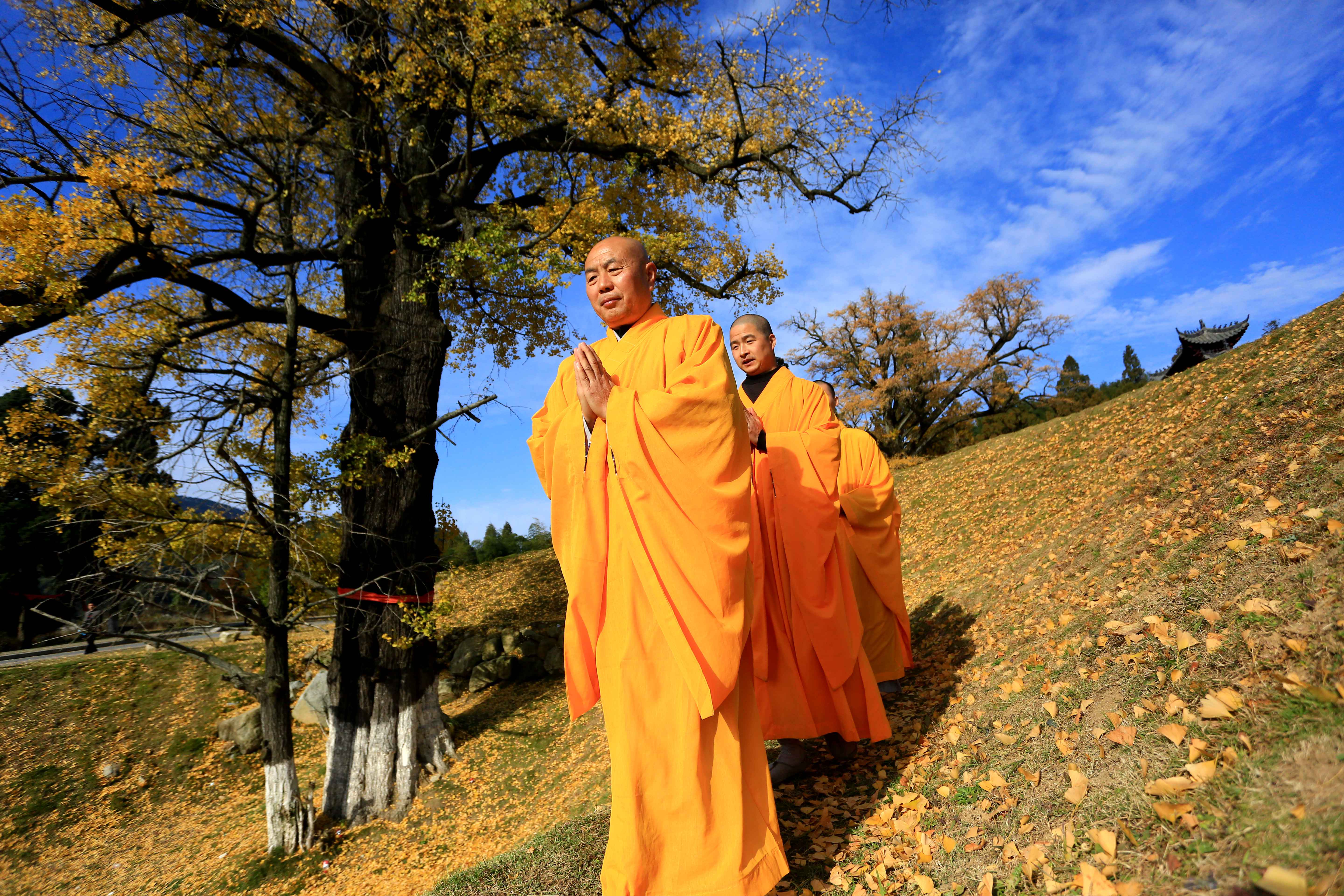 信陽黃柏山法眼寺數名僧人銀杏樹下祈福國泰民安繁榮昌盛