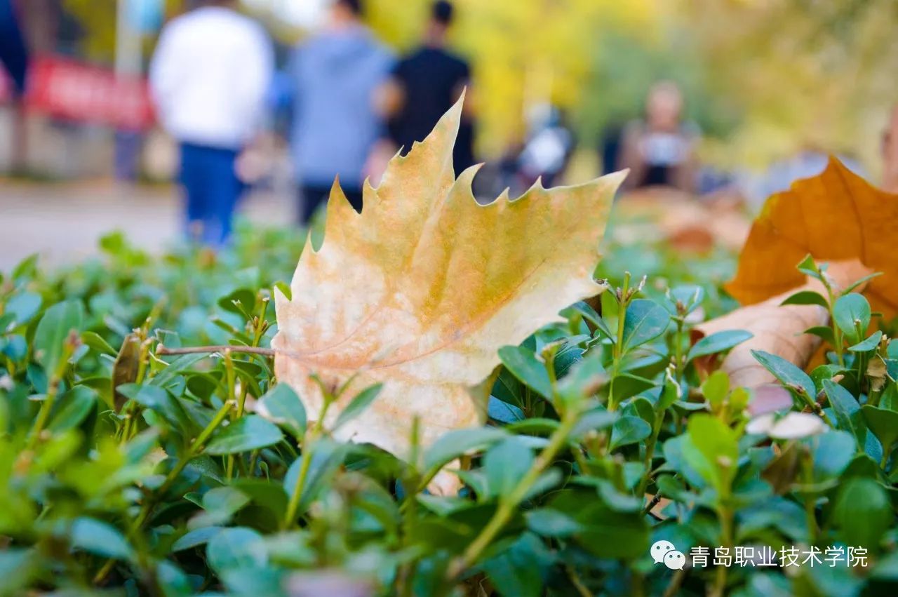 青職節氣丨寒冬將至,明日立冬