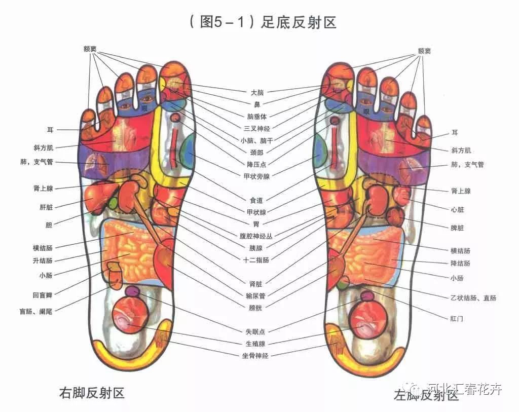 右脚掌对应身体部位图图片