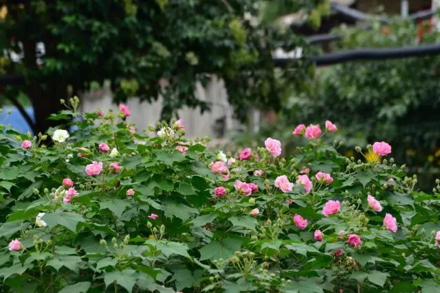 今年武侯區新增這幾個芙蓉花觀賞點你去看了嗎