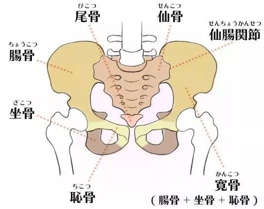 前凸后翘是性感no你很可能是糟糕的骨盆前倾了