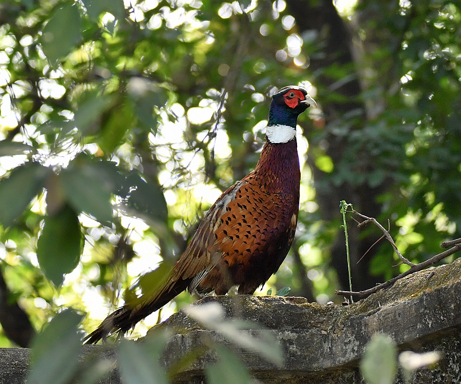 野外觀鳥環頸雉因其有美麗做基礎野雞變鳳凰就成為可能